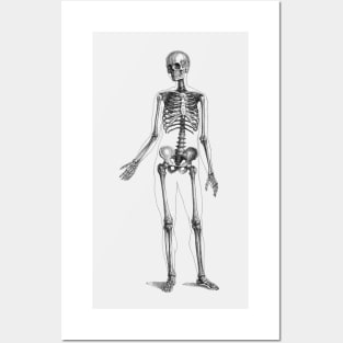 Full Body Skeleton - Vintage Anatomy Posters and Art